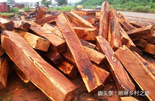 農村一種嫩葉能賣17元一斤,木材賽過紫檀,農民稱它“辟邪木”